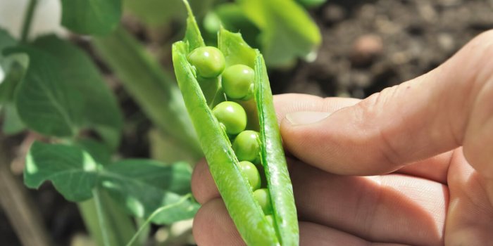 Les conserves de petits pois