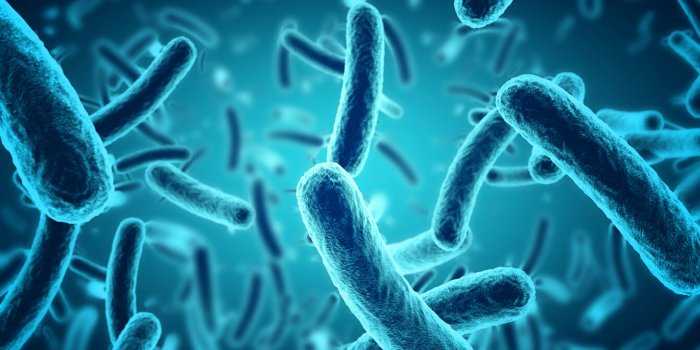 Microbiote intestinal : ces 7 bactéries qui nous veulent du bien