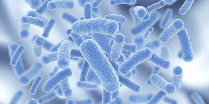 Microbiote intestinal : ces 7 bactéries qui nous veulent du bien