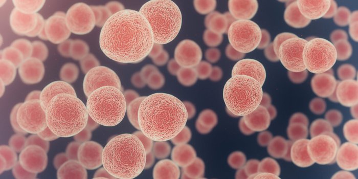 Microbiote intestinal : ces 7 bactéries qui nous veulent du bien