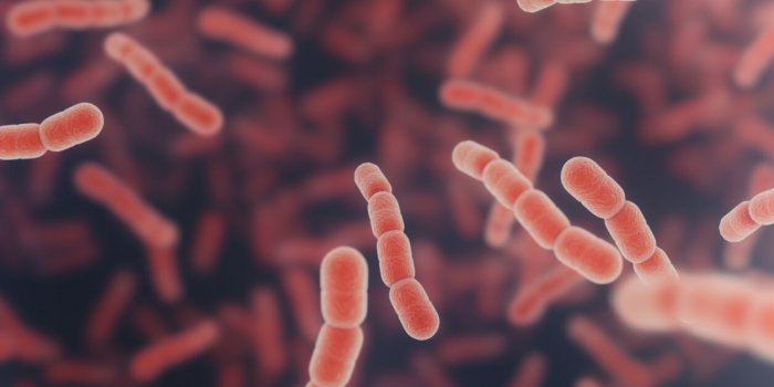 Microbiote intestinal : ces 7 bactéries qui nous veulent du bien