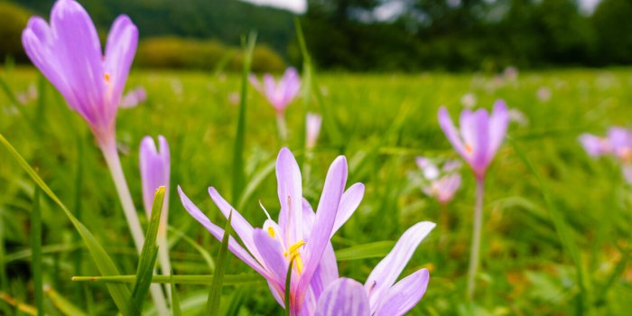 Les plantes des bois à risques d'intoxication grave en ce début de printemps