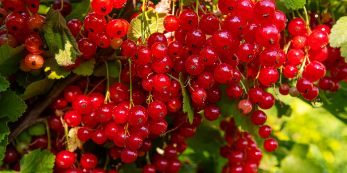 7 baies Ã  intÃ©grer dans votre alimentation Ã  partir de 50 ans !