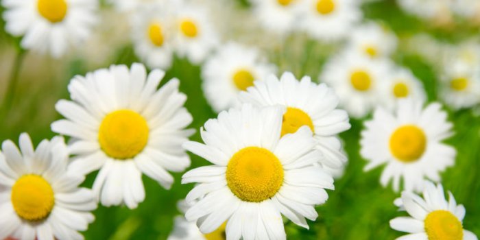 5 recettes pour éclaircir ses cheveux naturellement