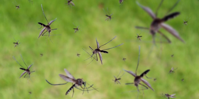 Moustiques : carte dâidentité des plus meurtriers et zoom sur 7 maladies quâils nous réservent