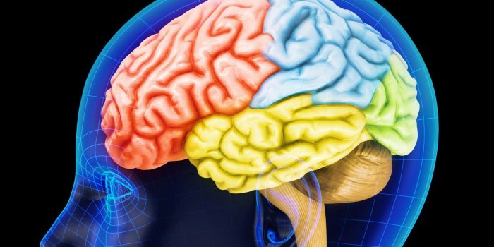 Cerveau : 5 mythes courants sur la mémoire