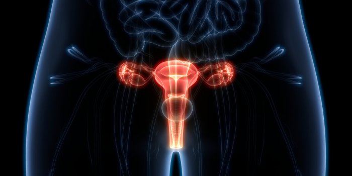 Quels sont les organes que lâon peut greffer ?