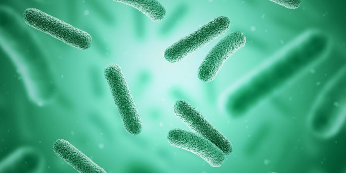 Microbiote intestinal : ces 7 bactéries qui nous veulent du bien