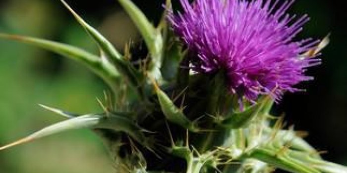 DÃ©tox du foie : 8 plantes pour le nettoyer 