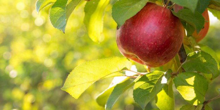Parkinson : oranges, baies... 6 aliments qui augmentent votre espérance de vie