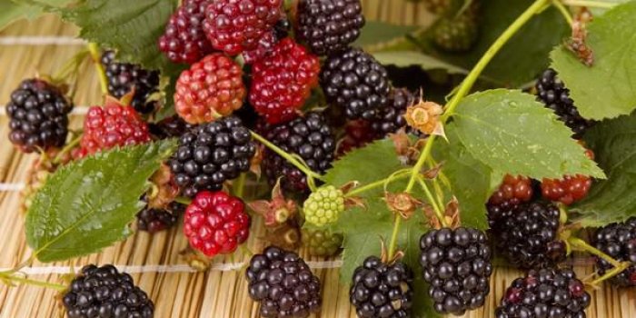 Quels fruits pour avoir un ventre plat ?