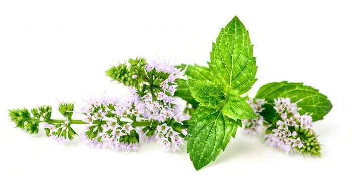 Froid : 5 plantes Ã  boire pour se rÃ©chauffer en hiver