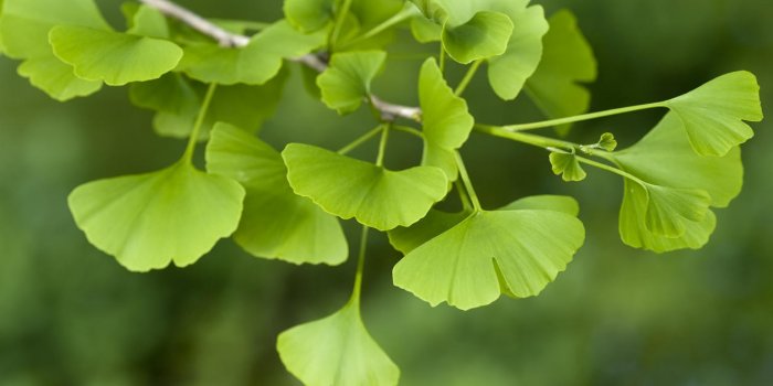 CÅur : 6 plantes à éviter en cas d'hypertension