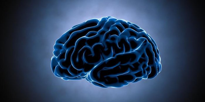 impulsions cÃ©rÃ©brales systÃ¨me neuronal anatomie humaine transfÃ©rer des impulsions et gÃ©nÃ©rer des informations