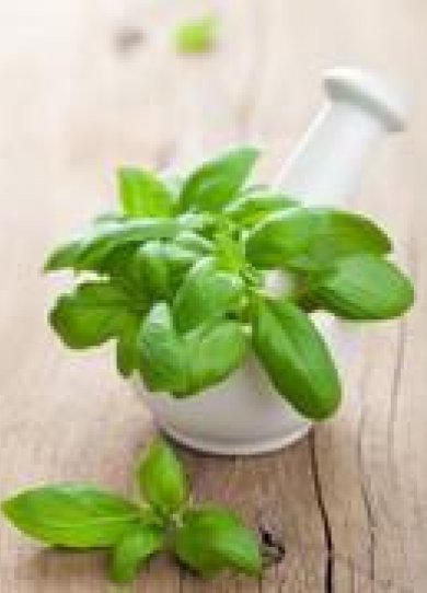 Les 7 bienfaits santé du basilic