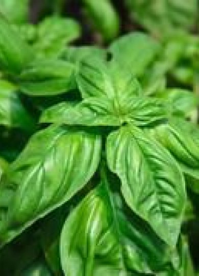 Les 7 bienfaits santé du basilic