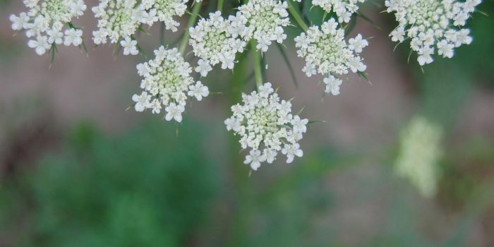 Quels sont les traitements naturels les plus efficaces contre l'arthrose de la hanche ?