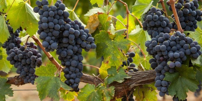 15 aliments riches en mélatonine qui aident à dormir