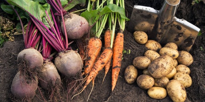 Cancer du sein : 7 aliments Ã  Ã©viter pendant la maladie