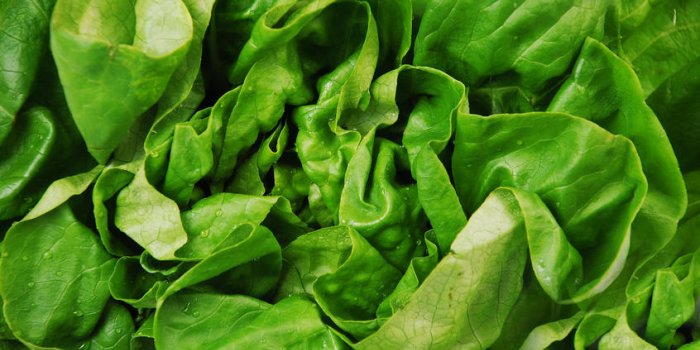 7 aliments qu'il faut absolument laver