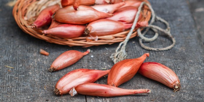 Alzheimer : les aliments riches en vitamine B9 vous protègent