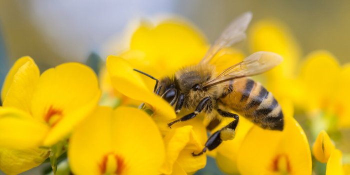 Abeille, tique, araignée⦠Un pharmacien explique comment savoir quel insecte vous a mordu ou piqué