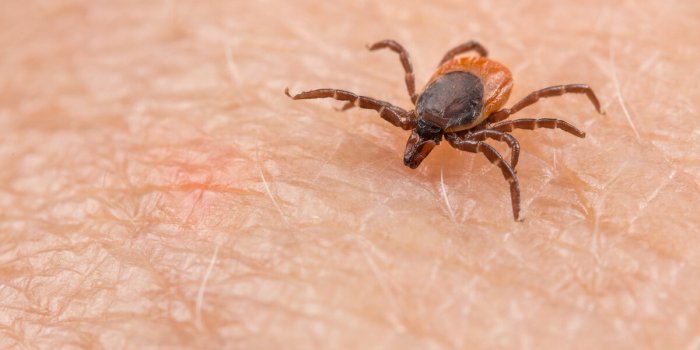 Abeille, tique, araignée⦠Un pharmacien explique comment savoir quel insecte vous a mordu ou piqué