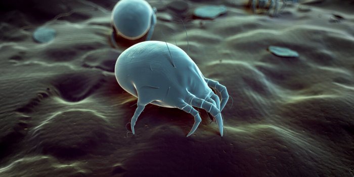 Abeille, tique, araignée⦠Un pharmacien explique comment savoir quel insecte vous a mordu ou piqué