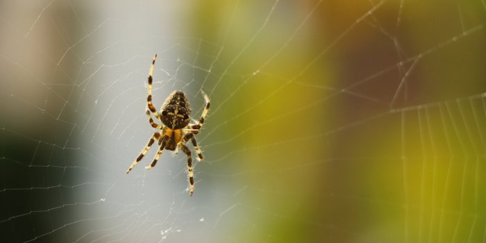 Abeille, tique, araignée⦠Un pharmacien explique comment savoir quel insecte vous a mordu ou piqué