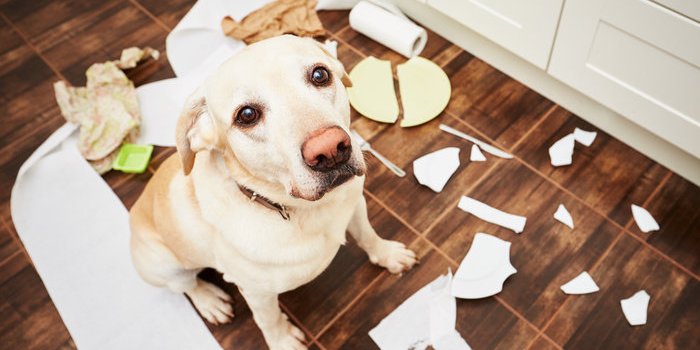 DÃ©mence : 6 signes Ã  repÃ©rer chez le vieux chien ou le vieux chat