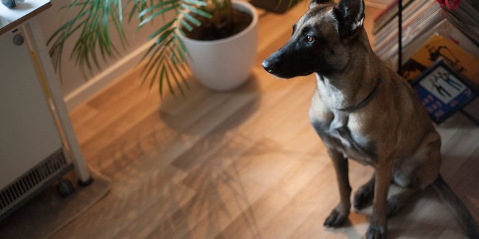 DÃ©mence : 6 signes Ã  repÃ©rer chez le vieux chien ou le vieux chat