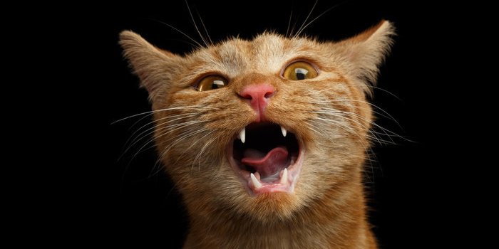 DÃ©mence : 6 signes Ã  repÃ©rer chez le vieux chien ou le vieux chat