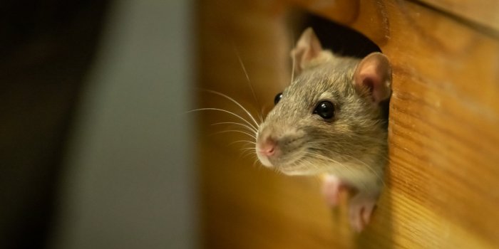 Antibiotiques : les animaux les plus exposÃ©s en France