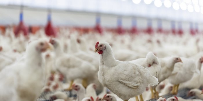 Antibiotiques : les animaux les plus exposÃ©s en France