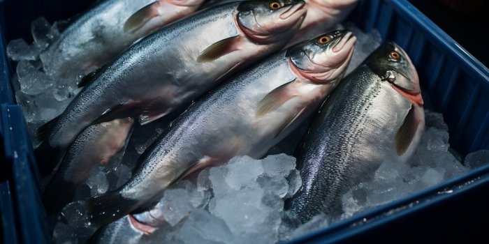 Les 7 règles dâor pour préparer votre tartare sans danger