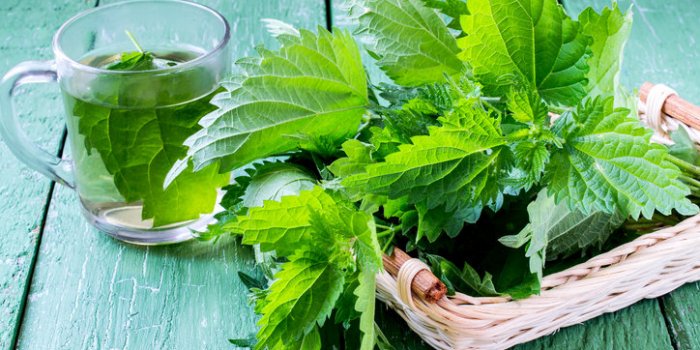5 plantes pour combattre l'allergie au pollen