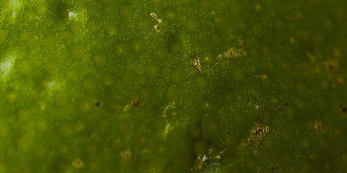 Indice : on l"aime pour son acidité