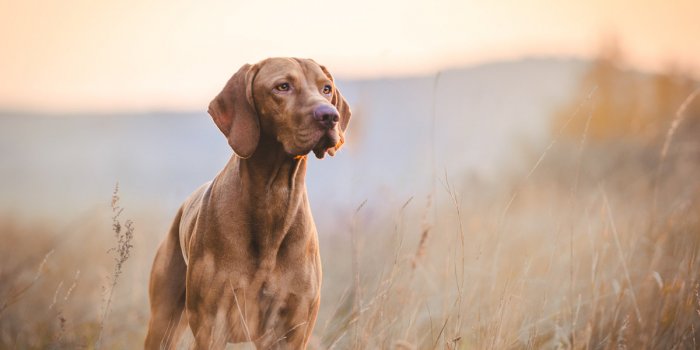 Ces 7 animaux peuvent Ãªtre atteints dâAlzheimer ou de dÃ©mence sÃ©nile