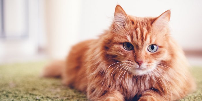 Ces 7 animaux peuvent Ãªtre atteints dâAlzheimer ou de dÃ©mence sÃ©nile