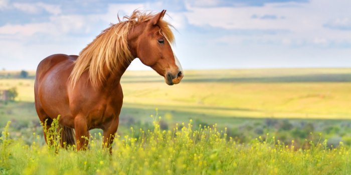 Ces 7 animaux peuvent Ãªtre atteints dâAlzheimer ou de dÃ©mence sÃ©nile