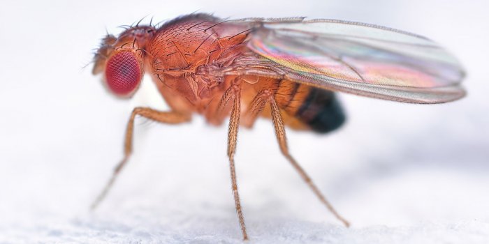 Ces 7 animaux peuvent Ãªtre atteints dâAlzheimer ou de dÃ©mence sÃ©nile