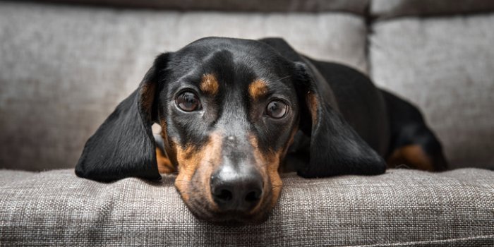 Variant Covid : les symptômes à repérer chez votre animal de compagnie