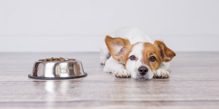 Variant Covid : les symptômes à repérer chez votre animal de compagnie