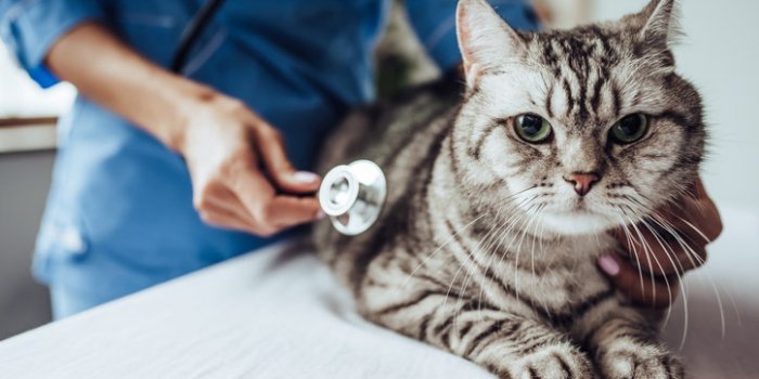 Variant Covid : les symptômes à repérer chez votre animal de compagnie