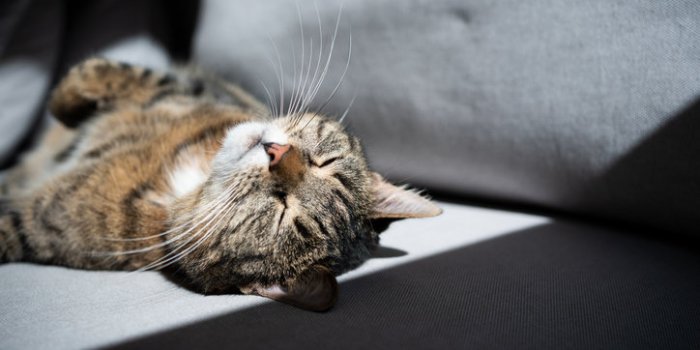 Variant Covid : les symptômes à repérer chez votre animal de compagnie