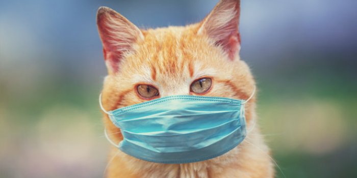 Variant Covid : les symptômes à repérer chez votre animal de compagnie