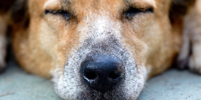 Variant Covid : les symptômes à repérer chez votre animal de compagnie