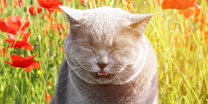 Variant Covid : les symptômes à repérer chez votre animal de compagnie