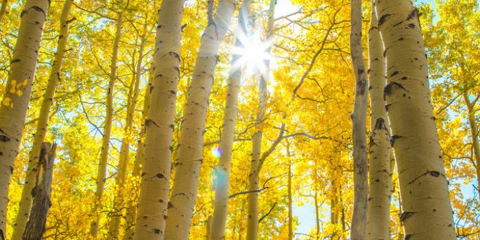 Fleurs de Bach : 5 élixirs pour calmer les angoisses
