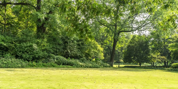 park sunny green forest background